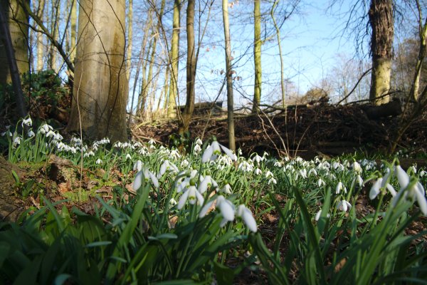 Snowdrops